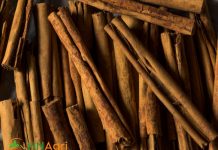 Wholesale-Ceylon-Cinnamon-Embracing-the-Aromatic-Allure-in-Bulk-1