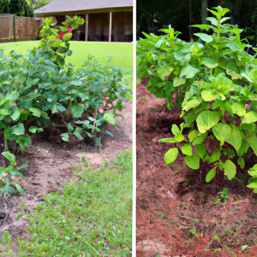 A garden in Anderson, SC restored to its vibrant state after successful pest control interventions.
